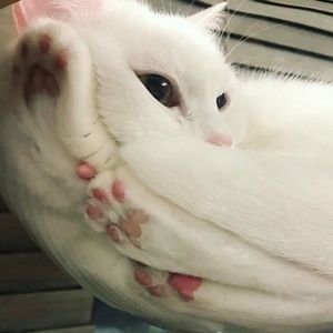 Meet your Posher, Shelby